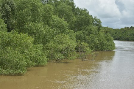 Bhitarkanika