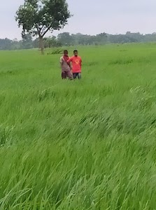 Tariani Chhapra