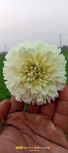 Nitin kumar ? Flower ? decorations