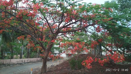 Mamasaheb Khandge English School