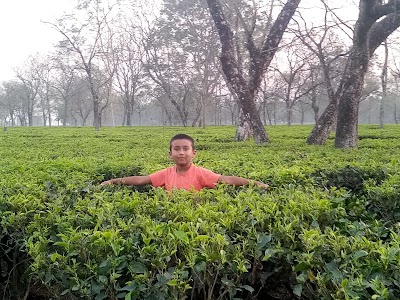 Sonali Tea Garden Saogaon Kothi Line