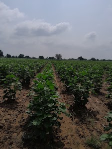 Jhanswa