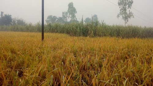Nakha Pipri Khushali Krishi Kendra
