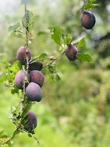 Jaidev Orchard Funja