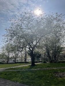 Dallas Road Gardens