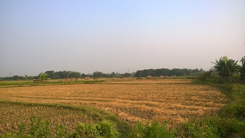 Sewli, Mohan Pur