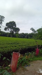 Tea garden