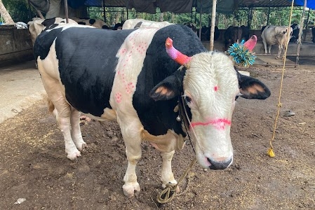 TDM Dairy
