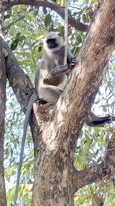 Jamaitha