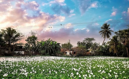 Dhaniakhali