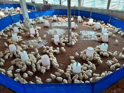 Rajesh poultery farm