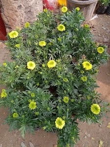 Astha nursery