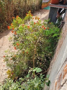 Bhadeli Jagalala