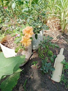 Bhupendra Well