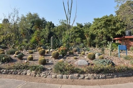 Cactus Park - 1