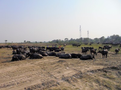 Kaliyani