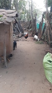 Deoli