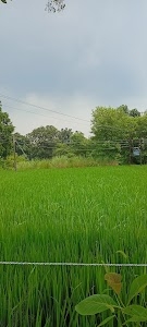 Pure Bhola Upadhyay