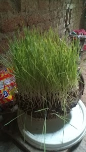 Islam Ganj