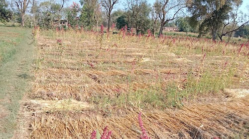 Kolwan
