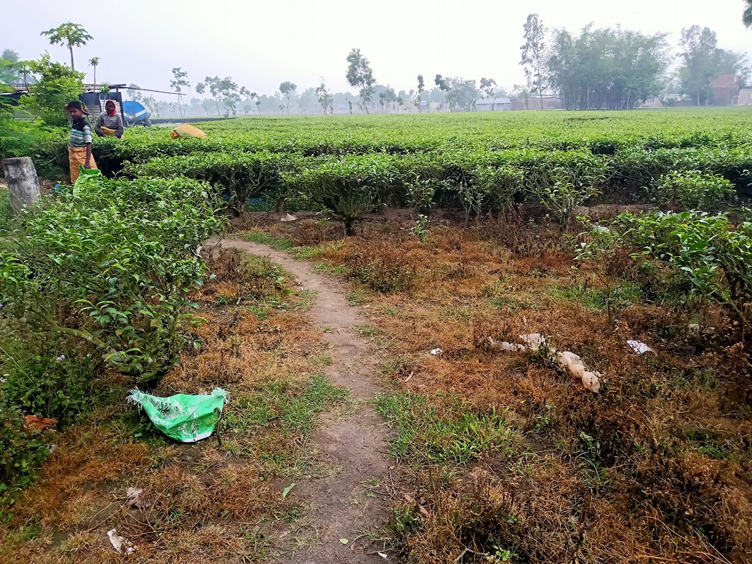 Topline tea factory