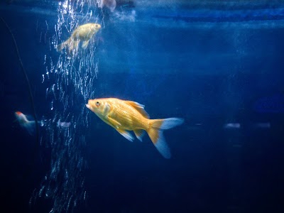 Fish Aquarium