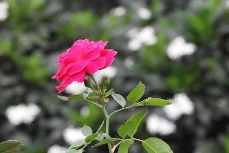 Rose Garden
