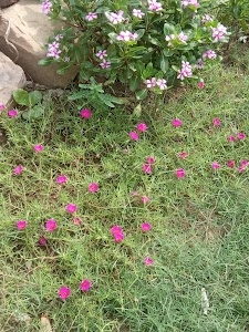 Agori Khas