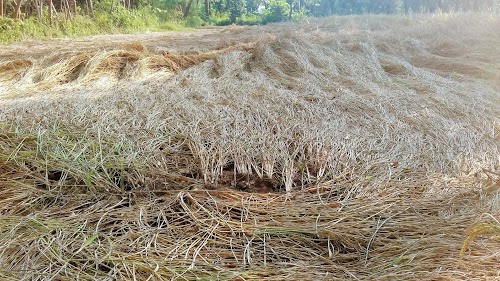 Gokulsara