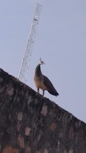 Shimbhupura
