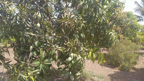 Harmdiya