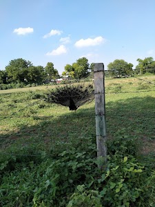Punadra