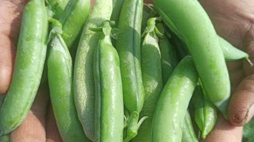 Bundelkhand Seeds Pvt. Ltd.