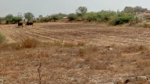 Bildi