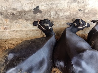 Jorwal Dairyfarm