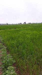 Bala Barkheda