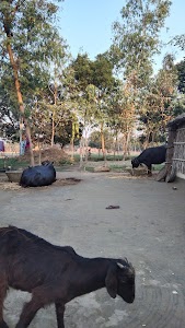 Maiku Purwa