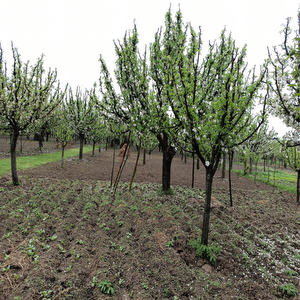 Apple Garden Tardujh Hilal