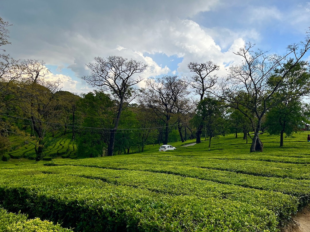 Tea garden dharmshala