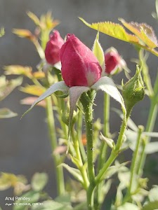 Doorbhash Nagar