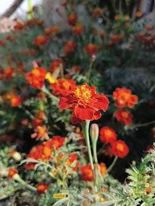 Tetaria