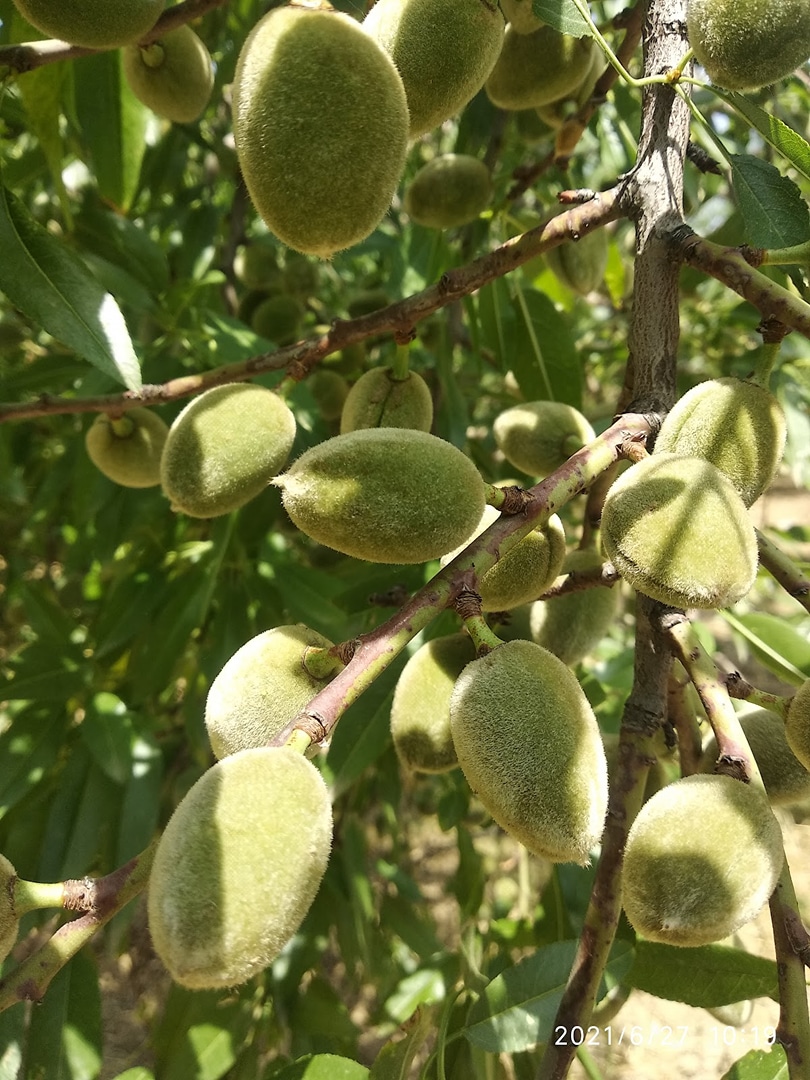 Almond Gardens Goosu