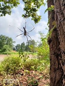Talai