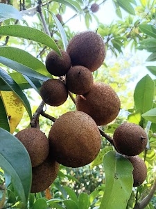 Kotha