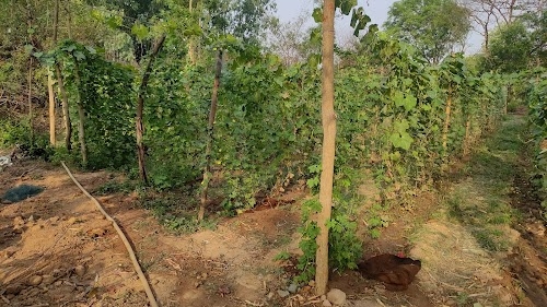 Jamunaposi