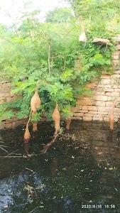 Pranpur