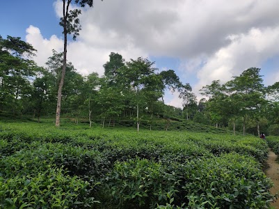 Lakkatura Tea Garden