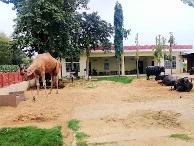 Saras Dery Kaji Wali Dhani Niwana Suni Lal