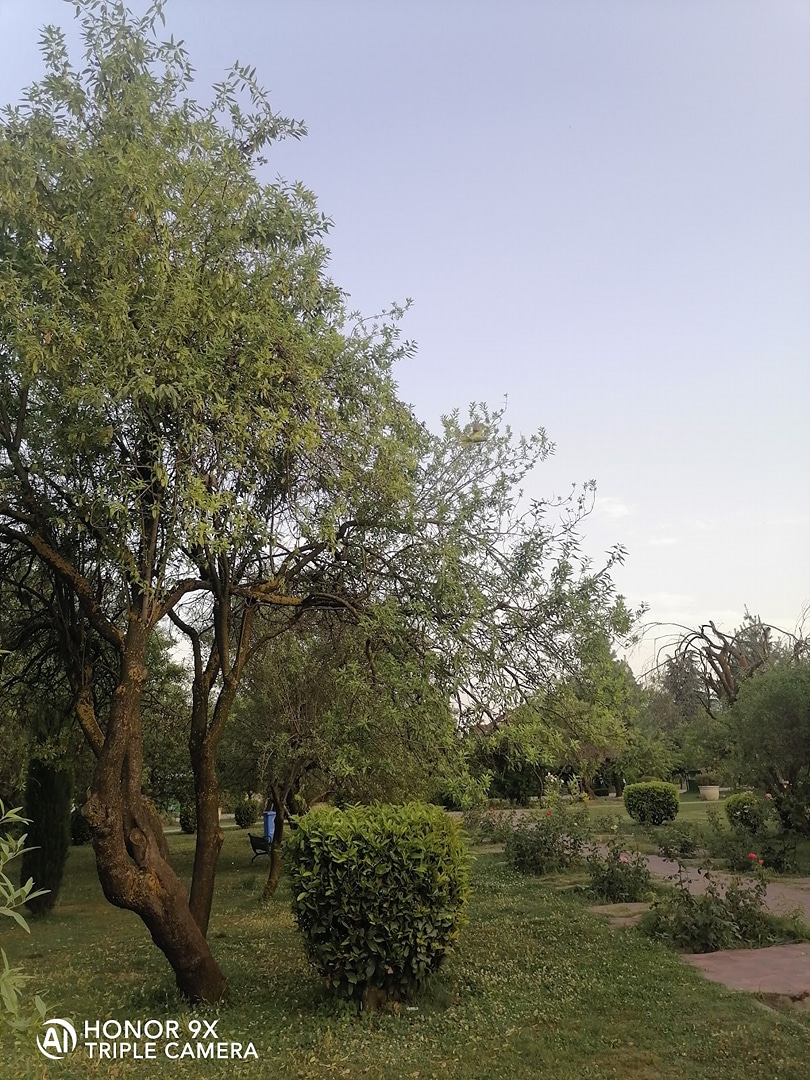 Badam bagh srinagar