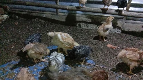 Desi Chickens & Eggs